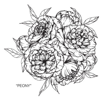 Bouquet of peony flowers drawing.
