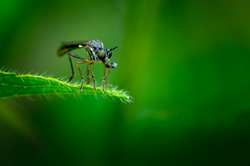 Yellow-legged Robber Fly with Prey