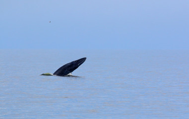 Bryde's whale in the deep blue sea