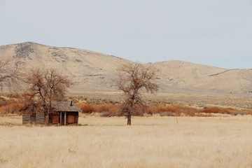 abandoned shack
