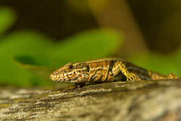 Zauneidechse sonnt sich auf einem Holzzaun