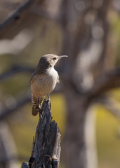 Rock wren perched on dead tree branch with another tree out of focus in the background