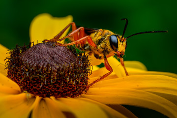Great Golden Digger Wasp on Rudbeckia #2