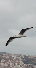 seagull fly over the sea