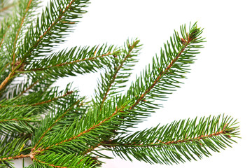 Fir tree branch isolated on white background