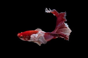 Foto op Plexiglas The moving moment beautiful of red siamese betta fish or half moon betta splendens fighting fish in thailand on black background. Thailand called Pla-kad or dumbo big ear fish. © Soonthorn