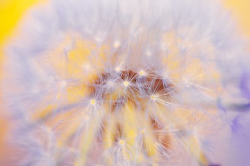 Beautiful abstract image of a fluffy white dandelion seeds in sunlight on the yellow background for use desktop, web-design or for postcards, closeup