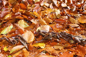 Yellow, orange and red autumn leaves in forest