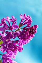 Lilac flower isolated on blue