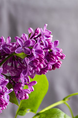 Spring lilac on a grey background