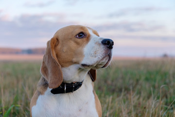 Beagle dog on a walk on an autumn morning in the fog