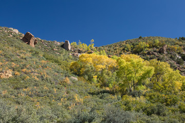 Ravine on the road to Oak Grove campground on Pine Valley mountain with cottonwood trees in yellow autumn foliage