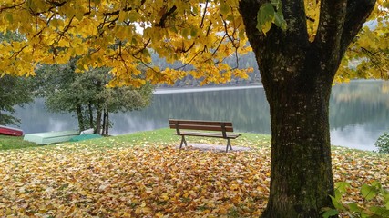 Foglie d'autunno
