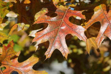 Fototapeta premium Fall Pin Oak
