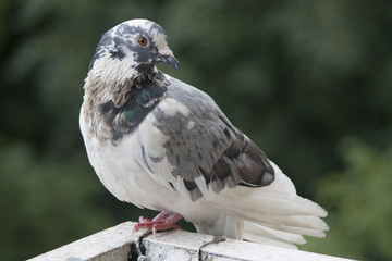 Beautiful white pigeon with colorful patterns