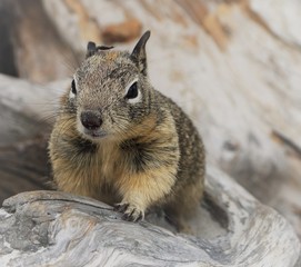 Close-up portrait of a cute squirrel on a log at the beach.