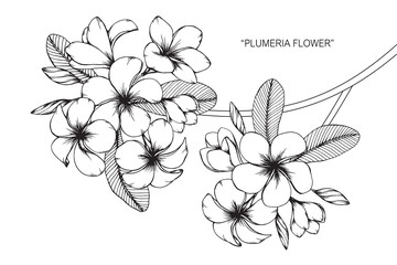 Plumeria flower drawing. - obrazy, fototapety, plakaty