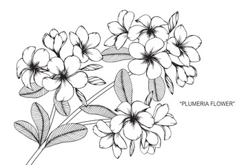 Plumeria flower drawing.