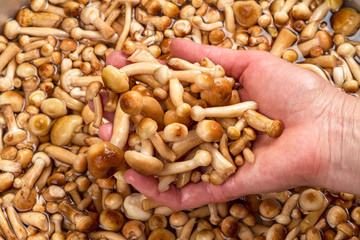 Young honey agarics in hand