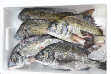 Fresh sea fishes in foam box on shelf of seafood  shop, the tsukiji fish market,  japan