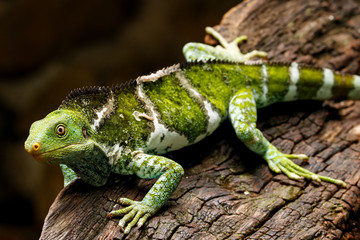 Fijian crested iguana (Brachylophus vitiensis) on Viti Levu Island, Fiji