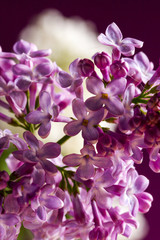 Fototapeta na wymiar violet lilac closeup
