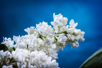 White lilac on blue