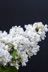 A branch of white lilac isolated on black