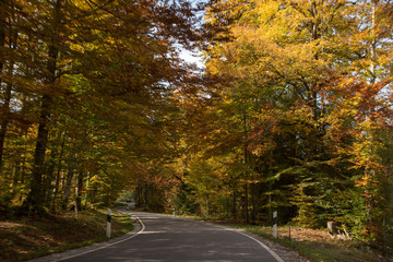 winding run in the autumn atmosphere