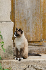 Siamkatze vor der Haustüre
