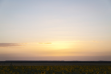 field of yellow sunflowers at sunset before being harvested
