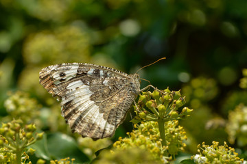 Weisser Waldportier auf Efeublüte