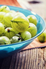 Ripe gooseberries in a blue bowl, closeup