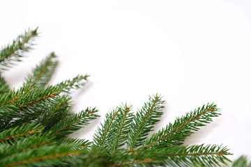 Fir tree branch isolated on white background