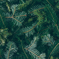Creative layout made of Christmas tree branches. Flat lay. Nature New Year concept.