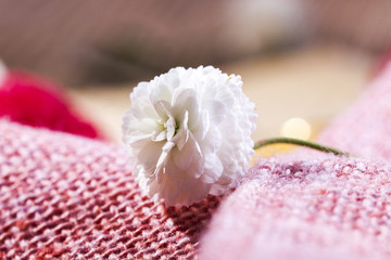 Single white flower on pink cloth