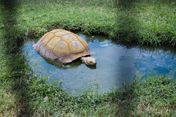 Large tortoise in shell shows animal in nature.