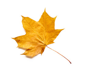 Autumn leaf isolated with clipping path.
