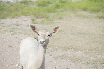 Cute white deer in field.  Young wild animal being calm for portrait.