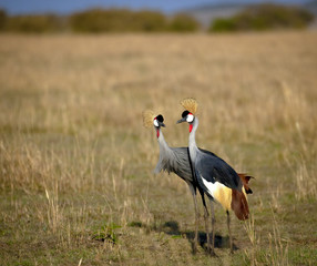 A pair of crowned cranes walk next to each other in a courtship dance