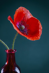 Red poppy papaver in a red bottle on a green background