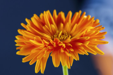 Orange gerbera on blue background