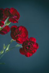 Red carnations isolated on dark blue