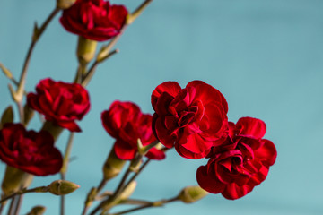 Red carnations on blue background