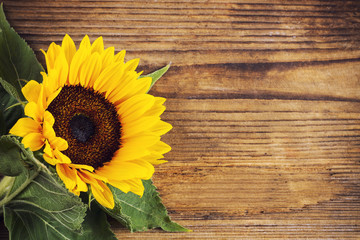 Sunflower on wooden background with space for text