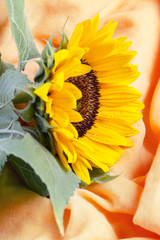 Sunflower on orange fabric