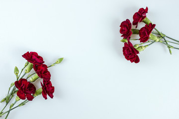 Red carnations on white with space for text