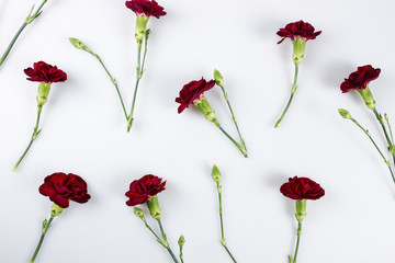 Red carnation flowers pattern on white background