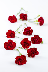 Fototapeta na wymiar red carnations scattered on white table