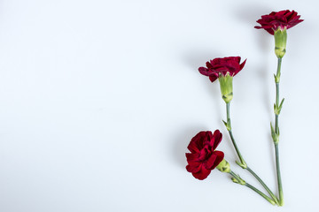 Red carnation flowers on white with space for your text